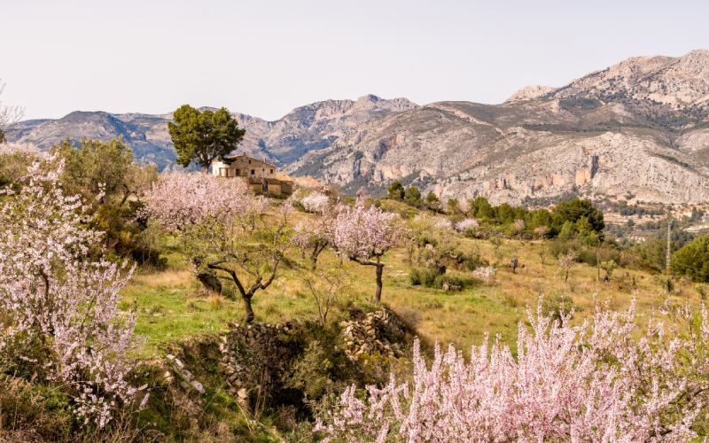 La vallée du Guadalest et ses amandiers