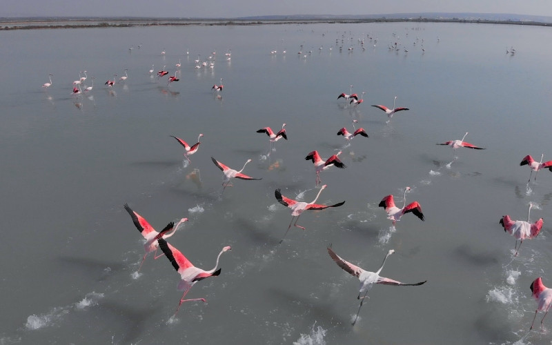 Flamants roses prenant leur envol dans la lagune de La Mata, sœur de la lagune rose