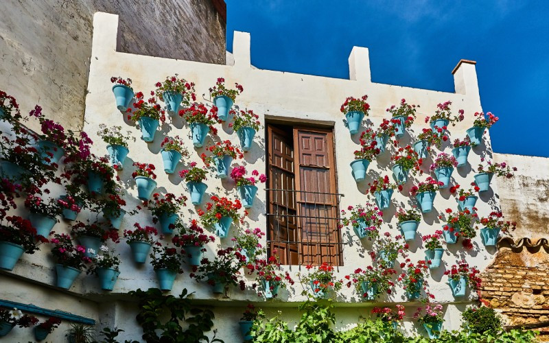 Fleurs dans l'un des patios de Cordoue