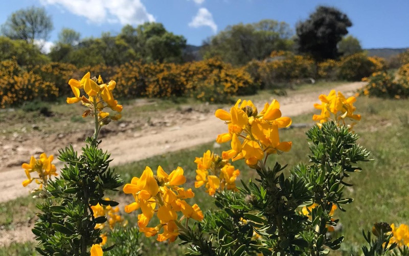 Forêt de cambroño dans l'environnement de Los Molinos