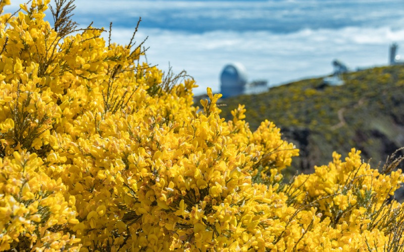 Frange dorée sur les pentes du Roque de los Muchachos, île de La Palma