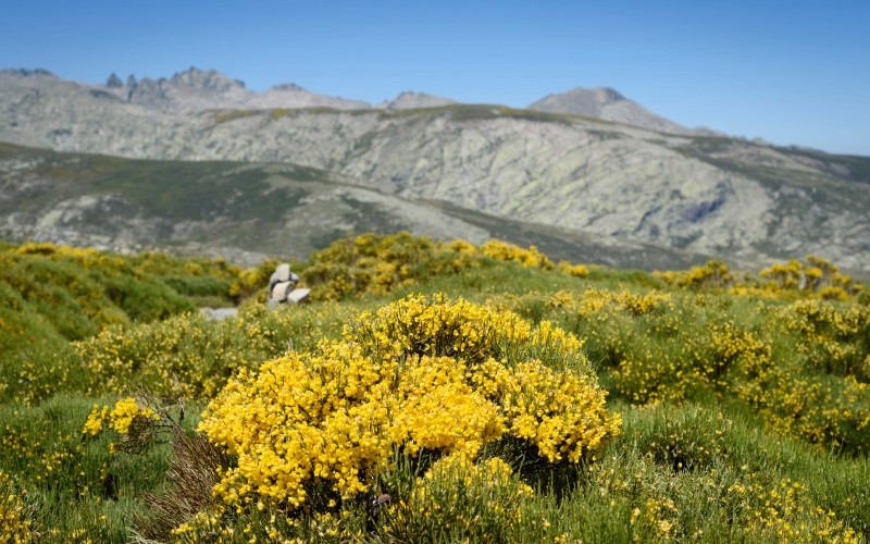 Piornos dans les montagnes de la Sierra de Gredos