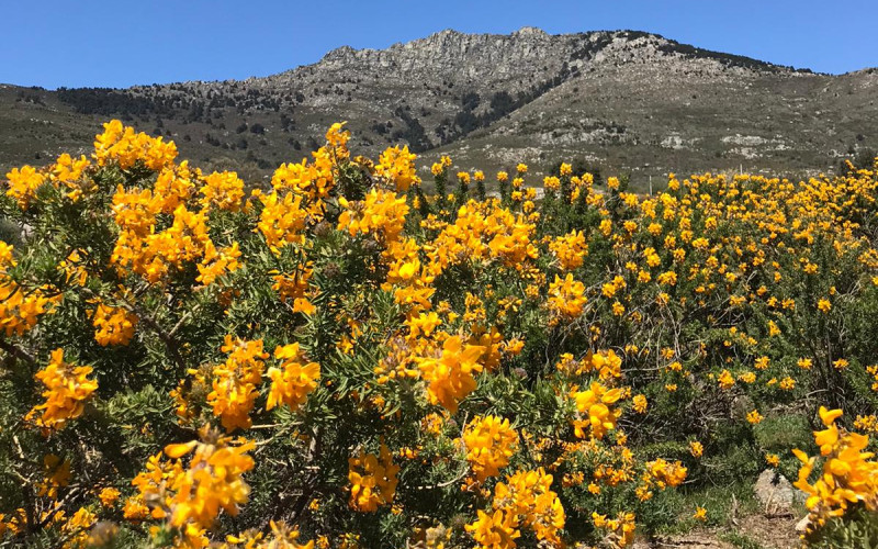 La Peñota à Los Molinos parée paré de ses plus beaux atours, les fleurs du cambroño