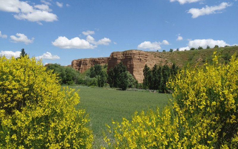 Genêts en fleurs dans la vallée de la rivière Henares qui traverse Guadalajara