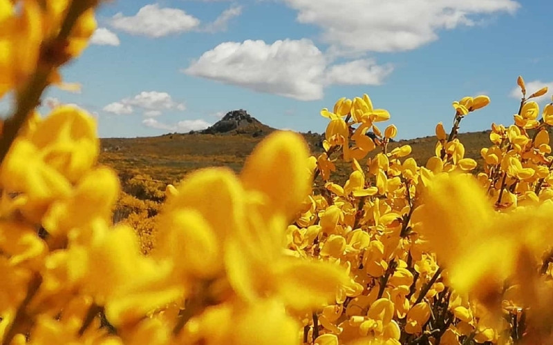 Le piorno comme protagoniste du climat subalpin de Gredos