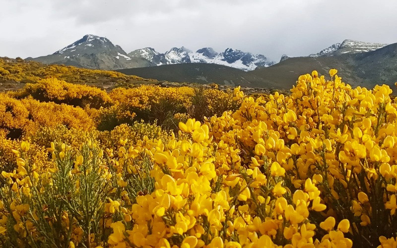 Piornos dans les jours changeants du printemps