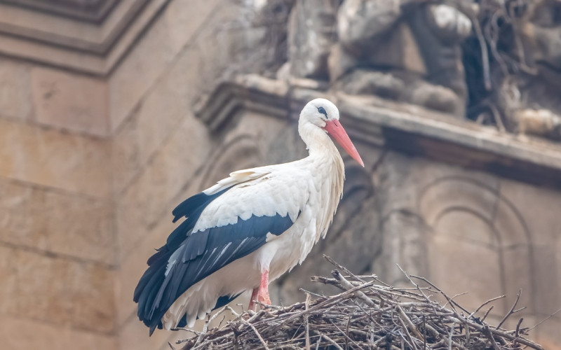 Cigogne au sommet du couvent de San Esteban, Salamanque