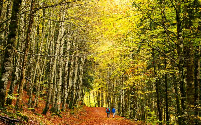 La forêt d'Irati en automne