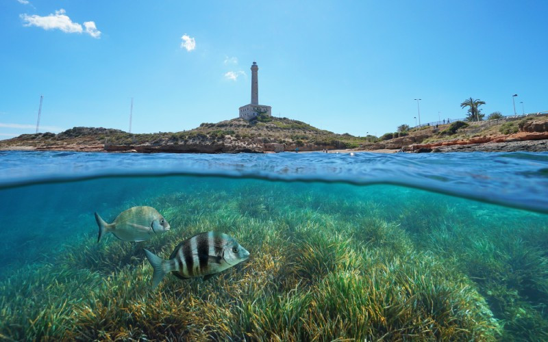 Deux poissons sous la mer à Cap de Palos