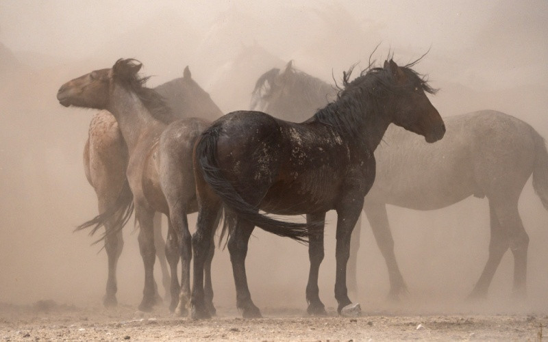 Chevaux sauvages dans le désert de l'Utah