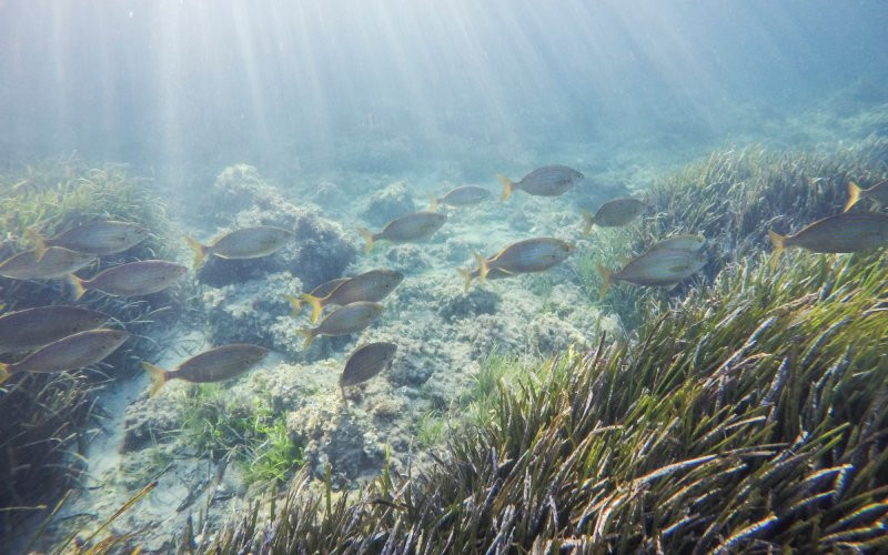 Des poissons nagent dans les eaux de l'île de Tabarca