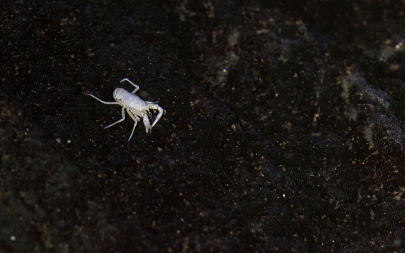 Jameito, un crabe unique à Lanzarote 