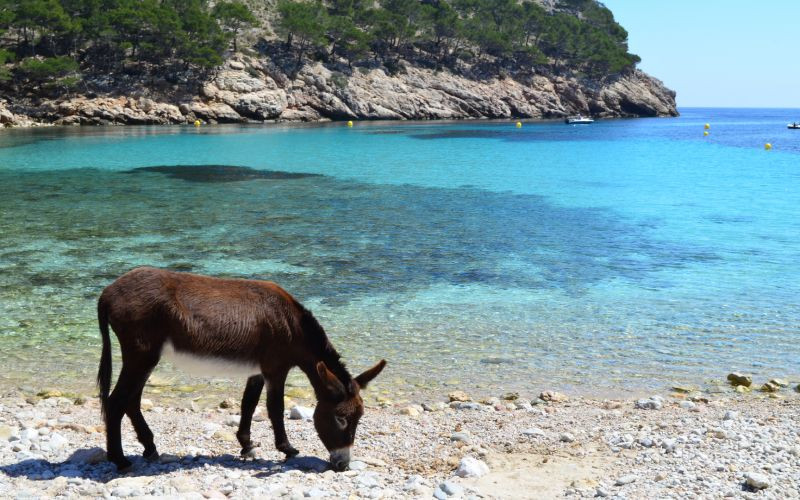 Les visites d'ânes sont fréquentes à la crique Murta