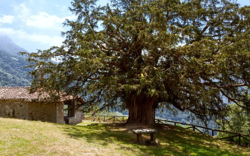 L'if millénaire de Bermiego