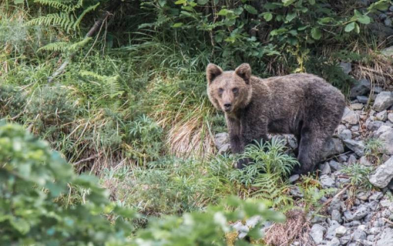 Un ours brun se promène le long du Sentier de l’ours