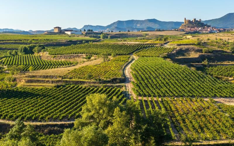 Vignobles avec San Vicente de la Sonsierra en arrière-plan