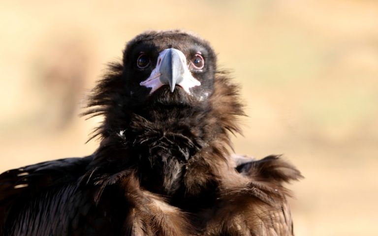 Le vautour noir se trouve dans les environs d'Alájar