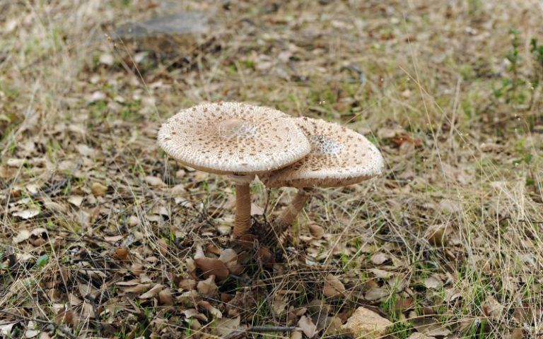 Macrolepiota procera. Champignons des montagnes d’Aracena