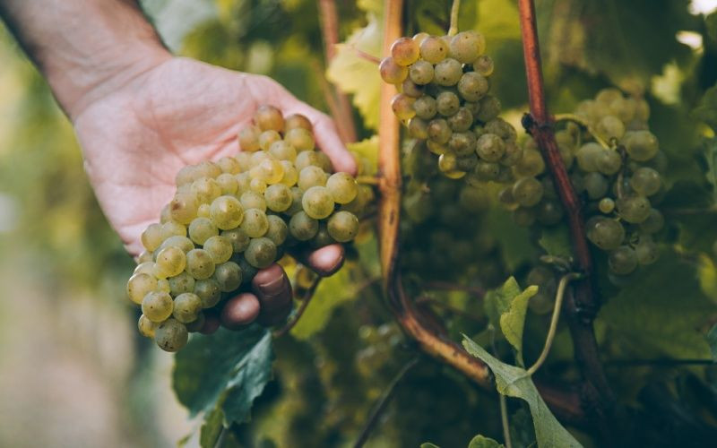 Vignobles de raisins blancs