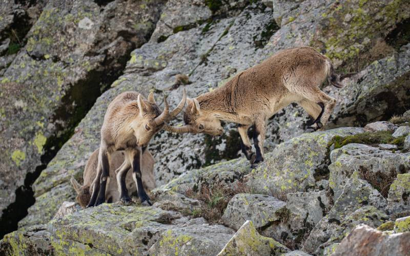 Deux chèvres de montagne qui se battent à Peñalara