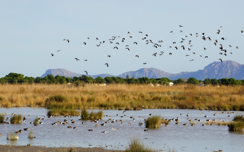 Parc naturel de L'Albufera de Majorque