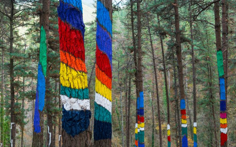 Pinède dans la forêt d'Oma 