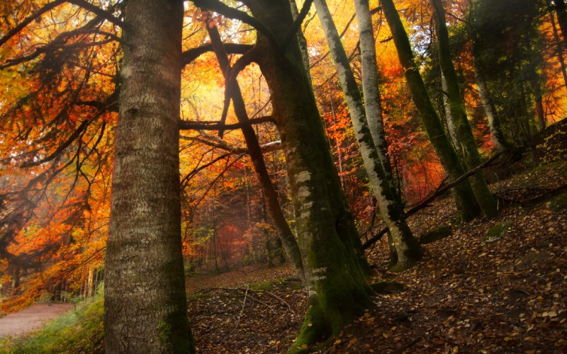 L'orange est la couleur qui se distingue en automne