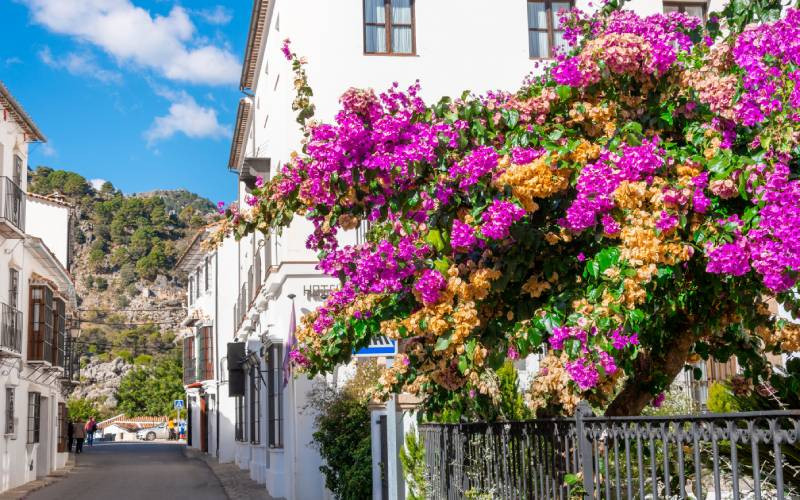 Grazalema en fleurs