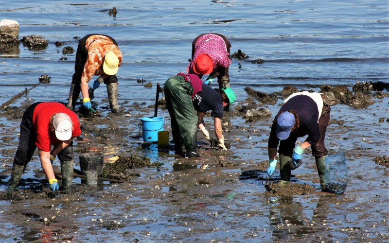 Pêcheuses de coquillages à Ferrol, La Corogne