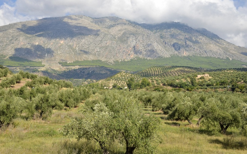 Oliviers dans la Sierra Mágina