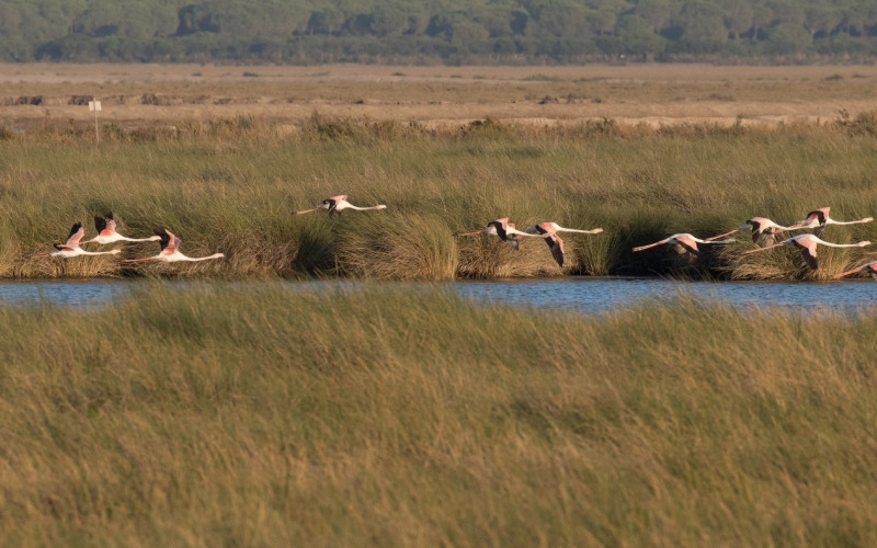 Flamants roses dans le Parc national de Doñana