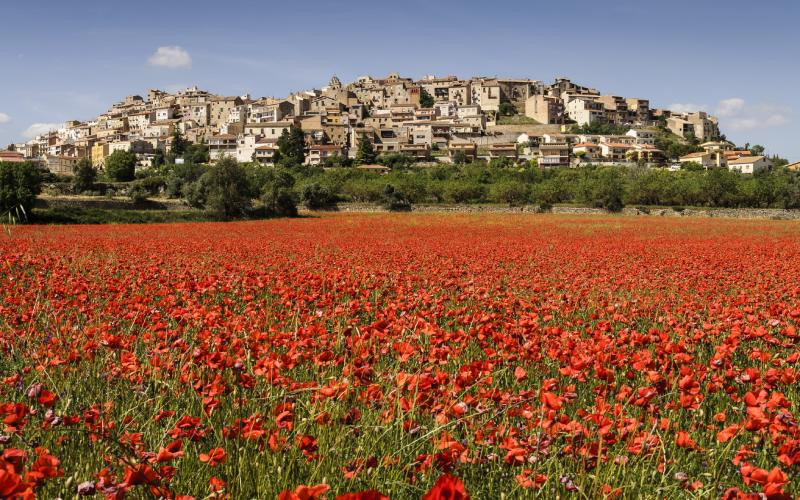 Horta de Sant Joan derrière un champ de coquelicots