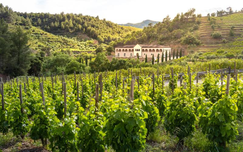 Vignobles à Gratallops