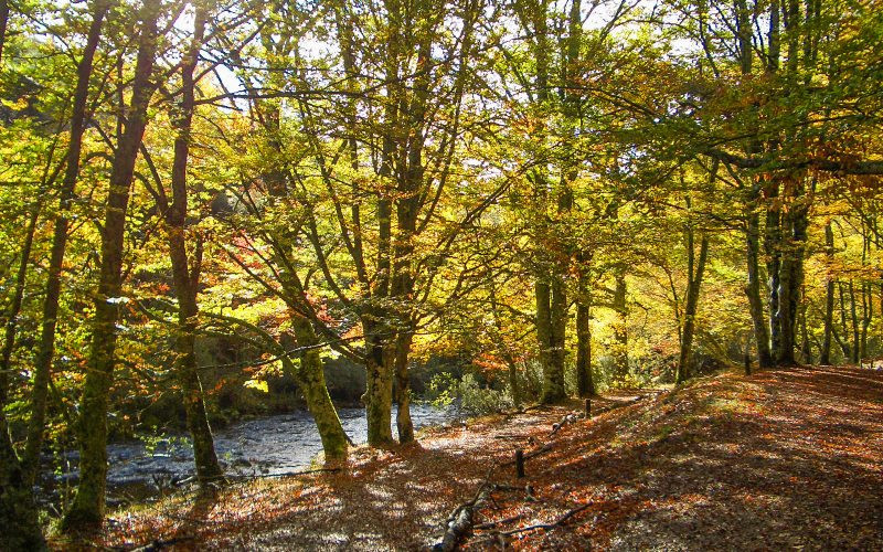 Forêt de hêtres de Montejo, patrimoine naturel dans les montagnes de Madrid