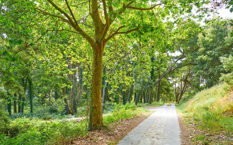 Nous pouvons nous perdre dans les arbres ou suivre les nombreux sentiers des îles