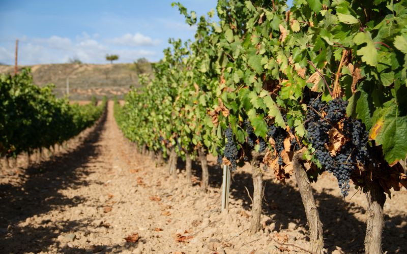 Vignoble situé à la périphérie de Logroño, dans la municipalité de Clavijo