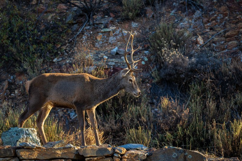 Un cerf à Monfragüe