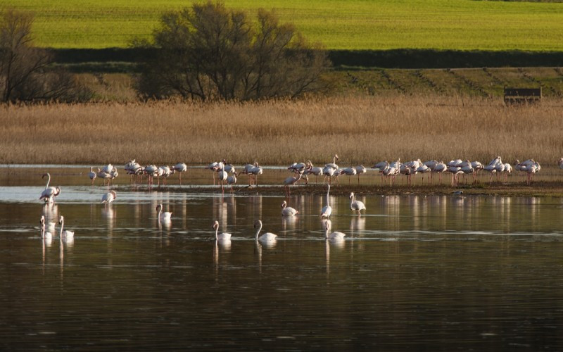 Flamants roses dans la lagune de Pétrola