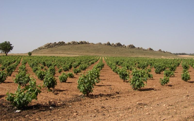 L'un des nombreux vignobles de la comarque La Manchuela