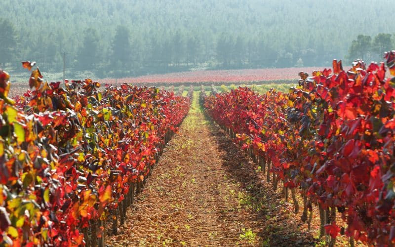 Vignes au Penedès