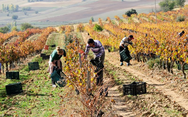 Vignes de Toro