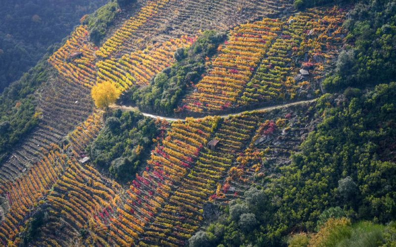 Paysages de la Ribeira Sacra