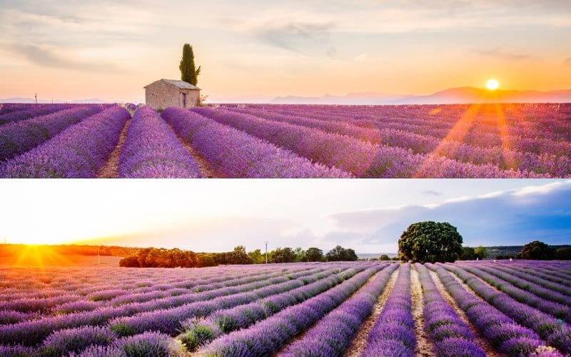 Champs de lavande de Provence, en haut, et Brihuega, en bas