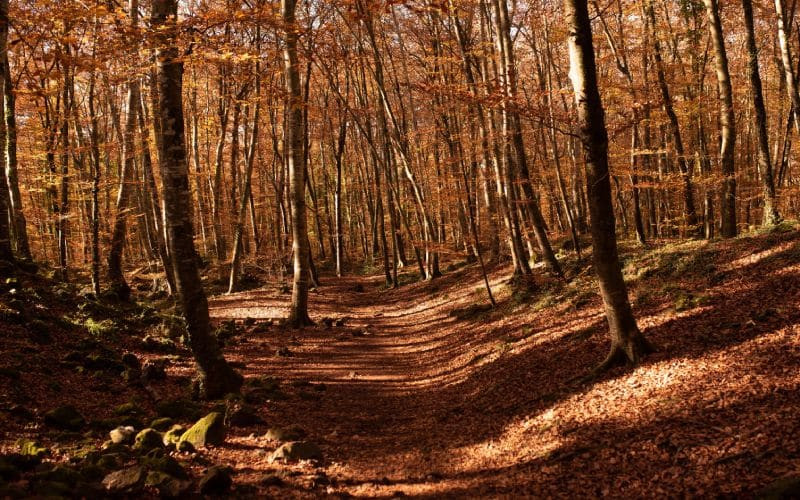 Fageda d'en Jordà