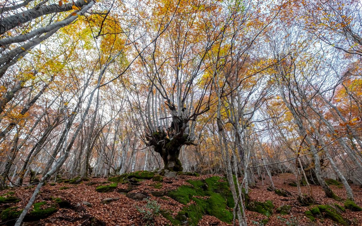 La Forêt Enchantée de Carlac 