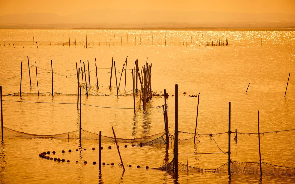 Parc naturel de l'Albufera