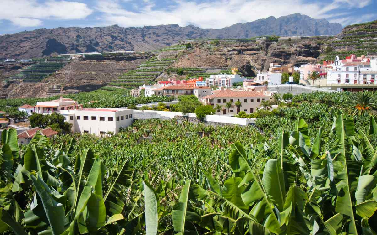 Plantation de bananes à Tazacorte