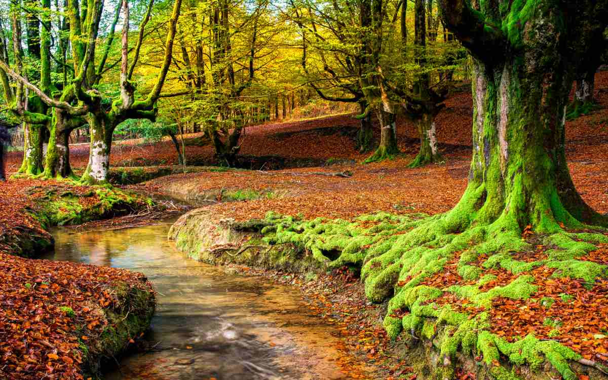 Parc naturel de Gorbeia