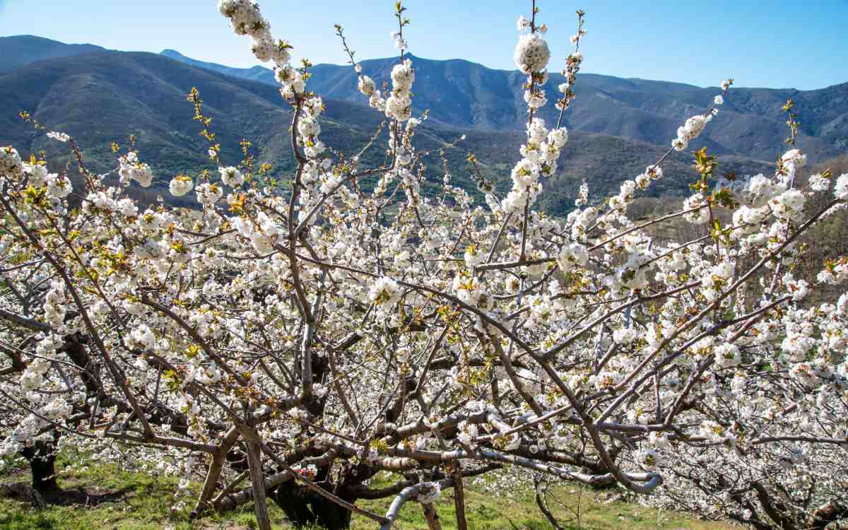 Des cerisiers dans la vallée du Jerte