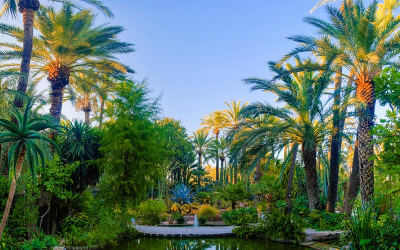 Le jardin du curé, cactus entourés de palmiers